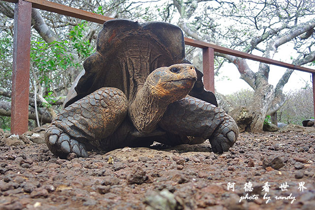 galapagos9P7700 067.JPG