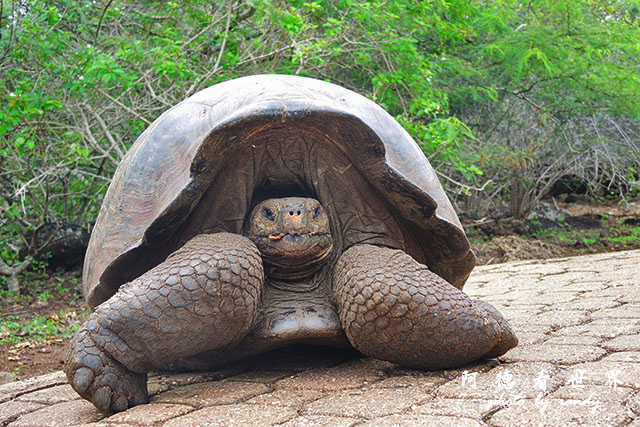 galapagos9P7700 078.JPG