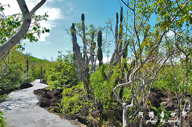 galapagos10D7000 110.JPG