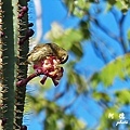 galapagos10FZ200 (50).JPG