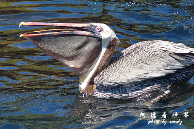 galapagos10FZ200 (117).JPG