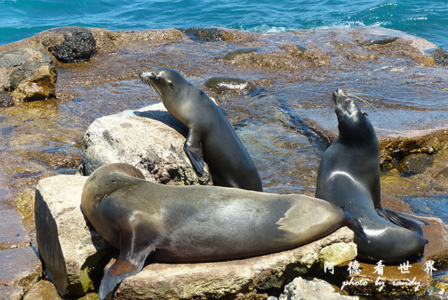 galapagos10FZ200 (140).JPG