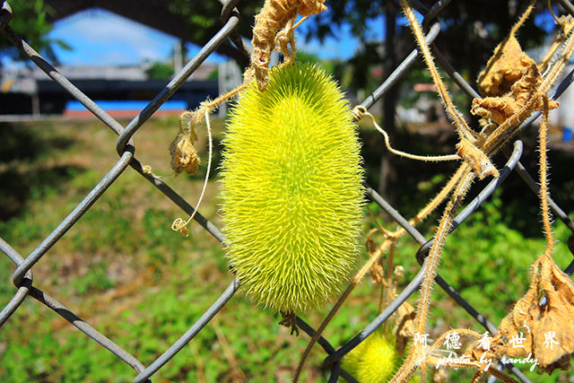 galapagos10P7700 144.JPG