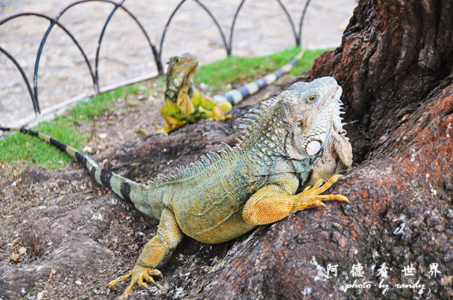 guayaquil2D7000 212.JPG guayaquil2D7000 212.JPG