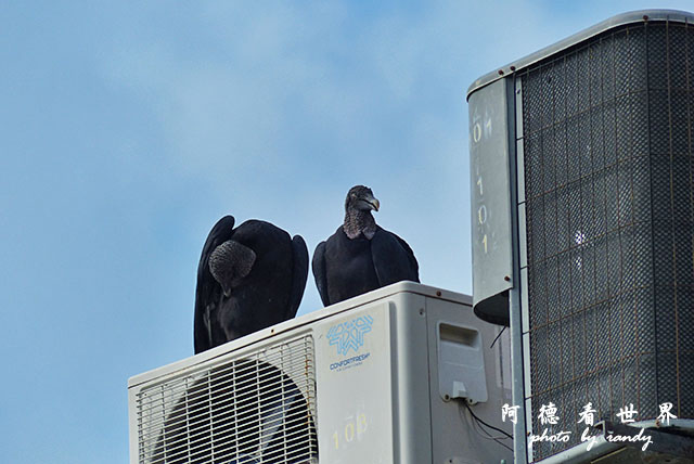 cartagena1FZ200 (37).JPG cartagena1FZ200 (37).JPG