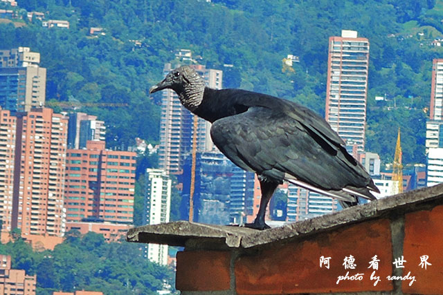 medellin2P7700 098.JPG medellin2P7700 098.JPG