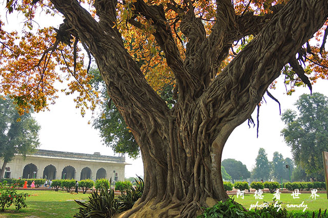 deli3-redfort-jamamasjidP7700 115.JPG deli3-redfort-jamamasjidP7700 115.JPG