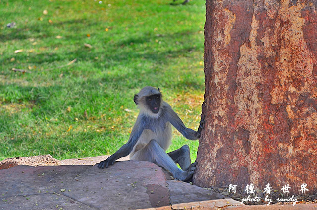 jodhpur3-mandore-palaceD7000 005.JPG jodhpur3-mandore-palaceD7000 005.JPG