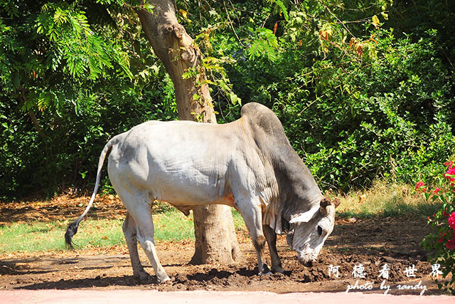 jodhpur3-mandore-palaceP7700 058.JPG jodhpur3-mandore-palaceP7700 058.JPG
