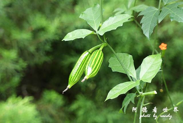 panama4FZ200 (6).JPG panama4FZ200 (6).JPG