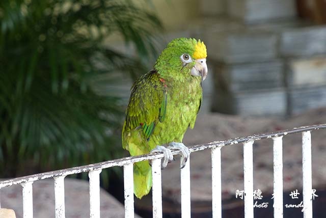 panama4FZ200 (22).JPG panama4FZ200 (22).JPG