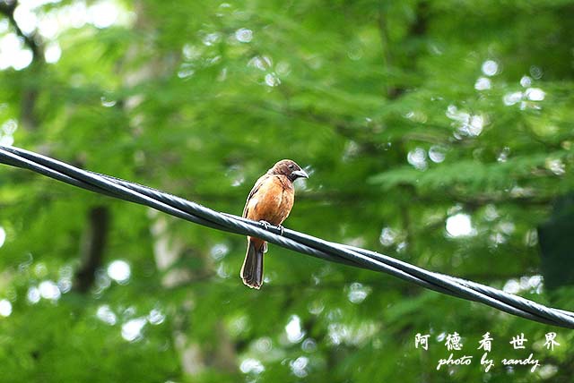 panama4FZ200 (37).JPG panama4FZ200 (37).JPG