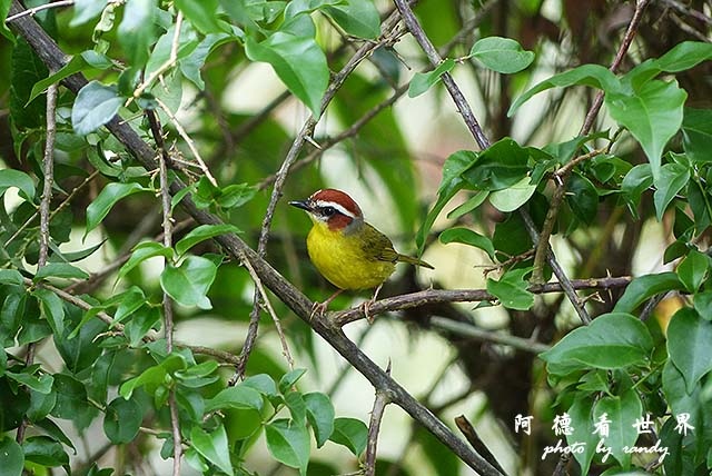 panama4FZ200 (42).JPG panama4FZ200 (42).JPG