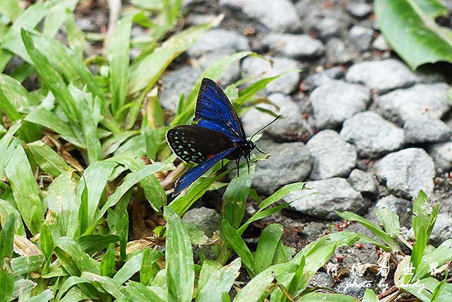 panama4FZ200 (54).JPG panama4FZ200 (54).JPG