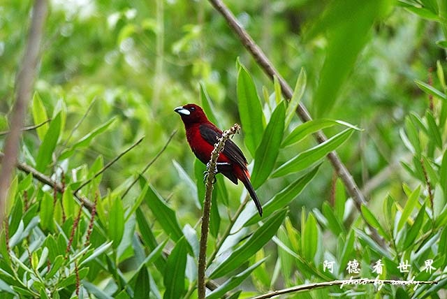 panama4FZ200 (78).JPG panama4FZ200 (78).JPG