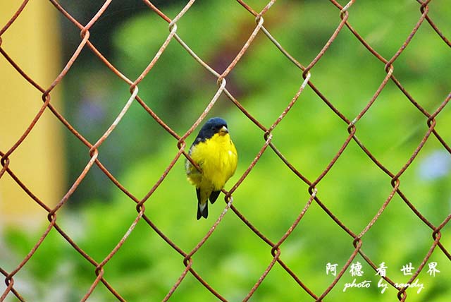 panama4FZ200 (116).JPG panama4FZ200 (116).JPG