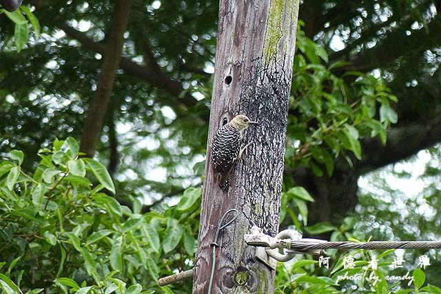 panama4FZ200 (120).JPG panama4FZ200 (120).JPG