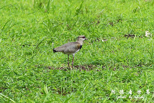 panama4FZ200 (136).JPG panama4FZ200 (136).JPG