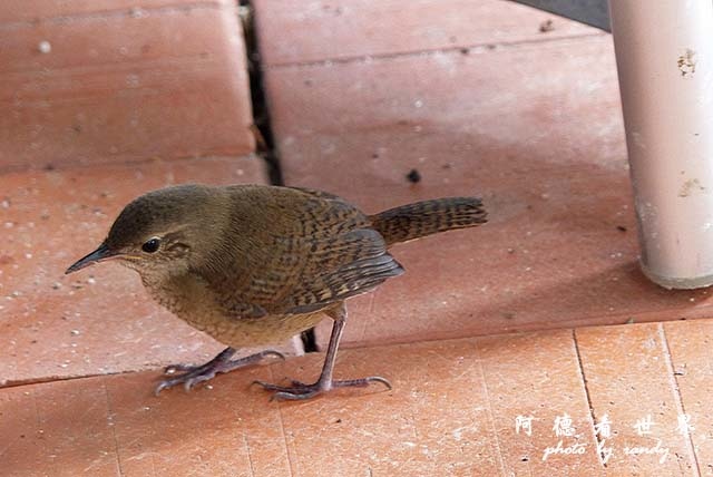 panama4FZ200 (141).JPG panama4FZ200 (141).JPG