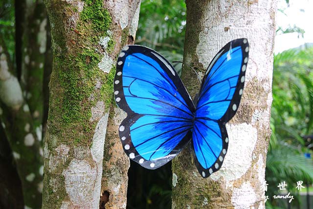 panama4P7700 054.JPG panama4P7700 054.JPG