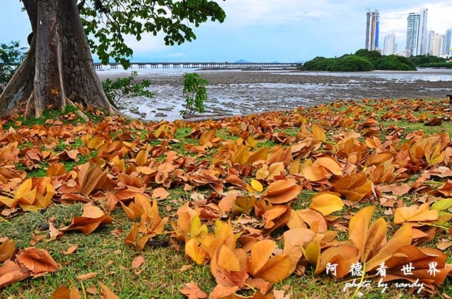 panama5D7000 022.JPG panama5D7000 022.JPG