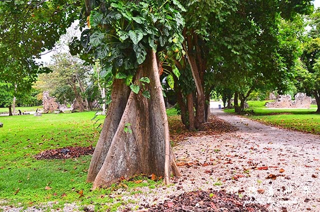 panama5D7000 076.JPG panama5D7000 076.JPG