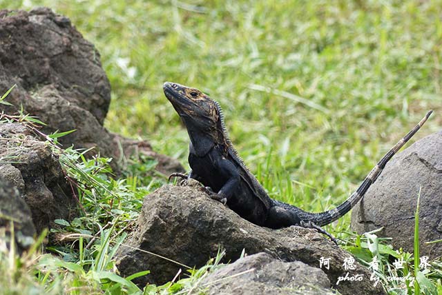 panama5FZ200 (4).JPG panama5FZ200 (4).JPG