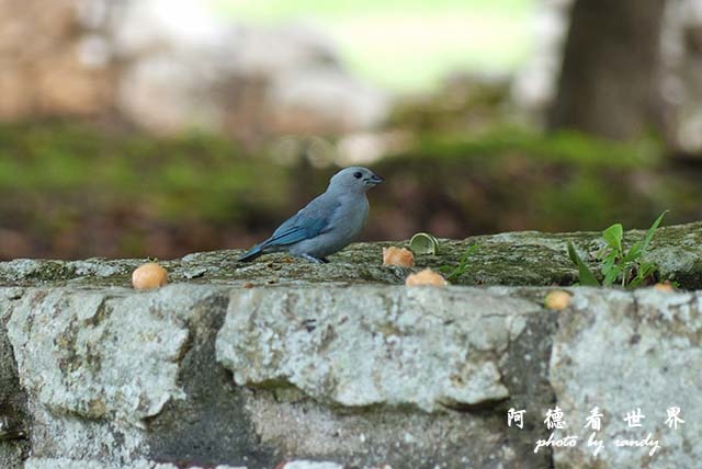 panama5FZ200 (11).JPG panama5FZ200 (11).JPG