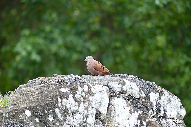 panama5FZ200 (15).JPG panama5FZ200 (15).JPG