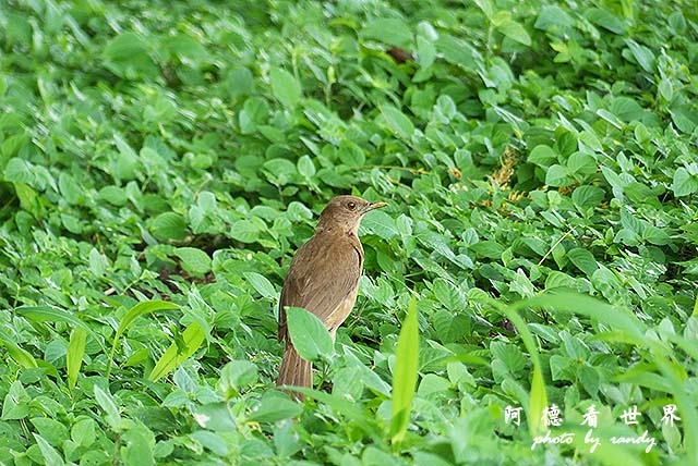 panama5FZ200 (35).JPG panama5FZ200 (35).JPG