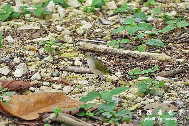 panama5FZ200 (39).JPG panama5FZ200 (39).JPG