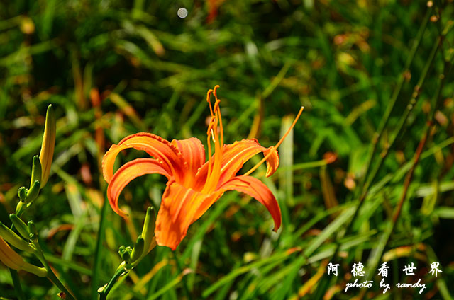 赤柯山D7000 015.JPG 赤柯山D7000 015.JPG