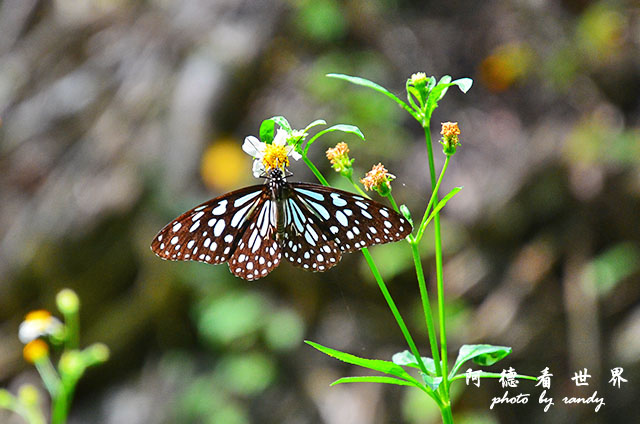 砂卡礑步道D7000 200.JPG 砂卡礑步道D7000 200.JPG