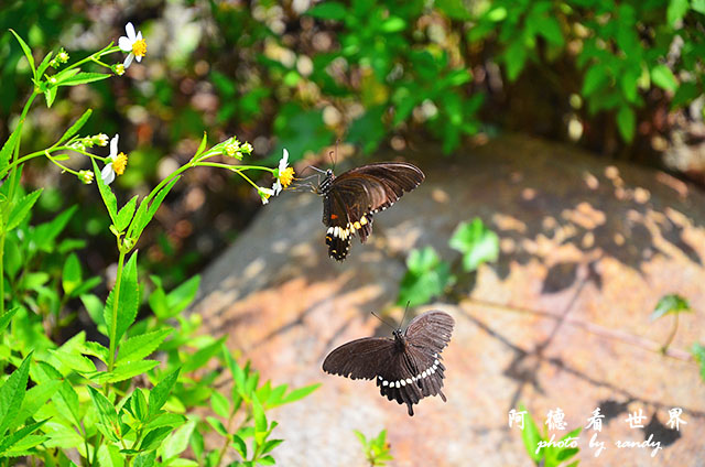 砂卡礑步道D7000 247.JPG 砂卡礑步道D7000 247.JPG