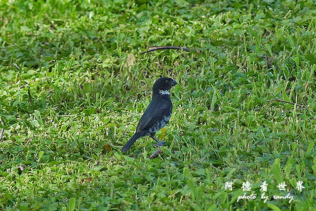 panama5FZ200 (50).JPG panama5FZ200 (50).JPG