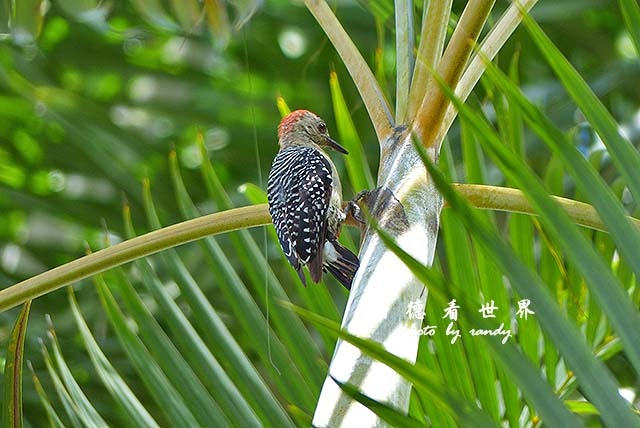 panama5FZ200 (62).JPG panama5FZ200 (62).JPG