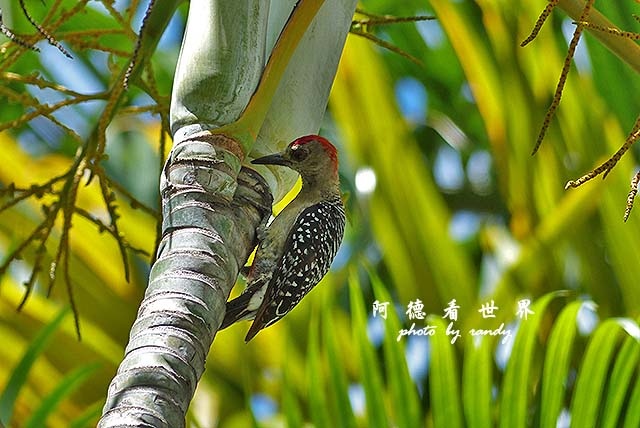 panama5FZ200 (60).JPG panama5FZ200 (60).JPG