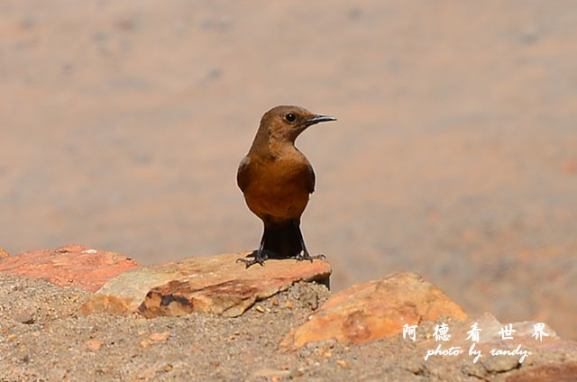 udaipur3-monsoonpalaceD7000 164.JPG udaipur3-monsoonpalaceD7000 164.JPG