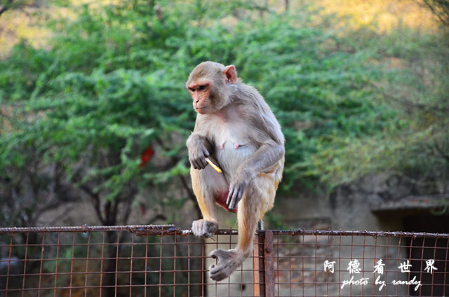 jaipur1D7000 040.JPG jaipur1D7000 040.JPG