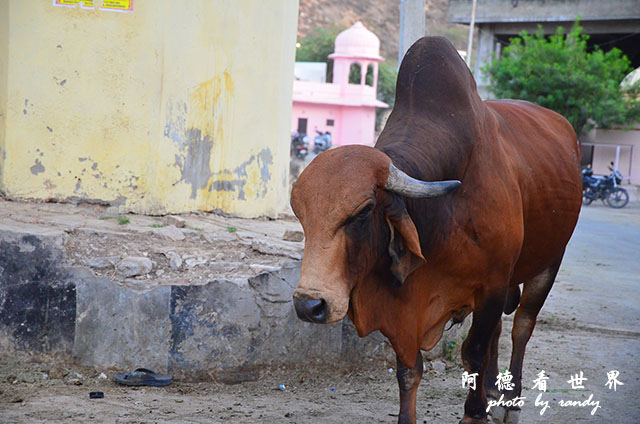 jaipur1D7000 080.JPG jaipur1D7000 080.JPG