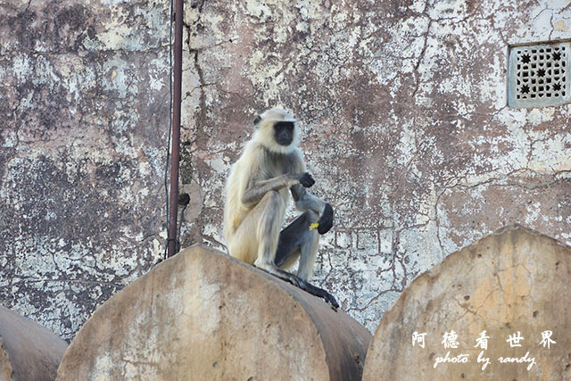 jaipur1P7700 085.JPG jaipur1P7700 085.JPG