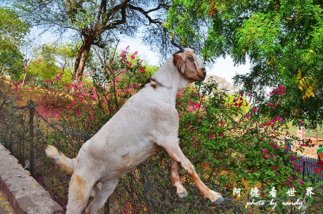 agra1D7000 238.JPG agra1D7000 238.JPG