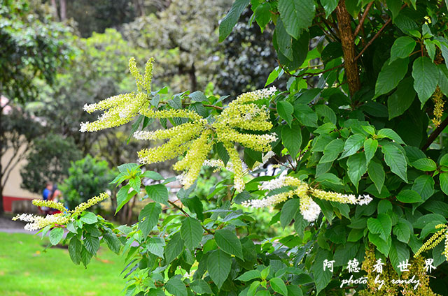 bogota4D7000 098.JPG bogota4D7000 098.JPG