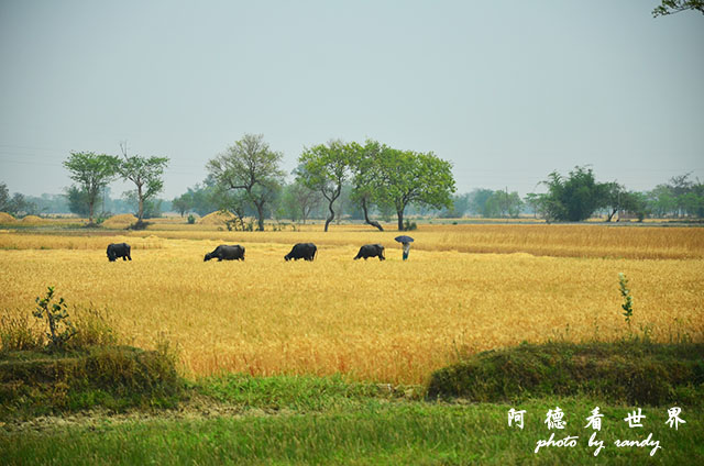 bodhgaya1D7000 031.JPG bodhgaya1D7000 031.JPG