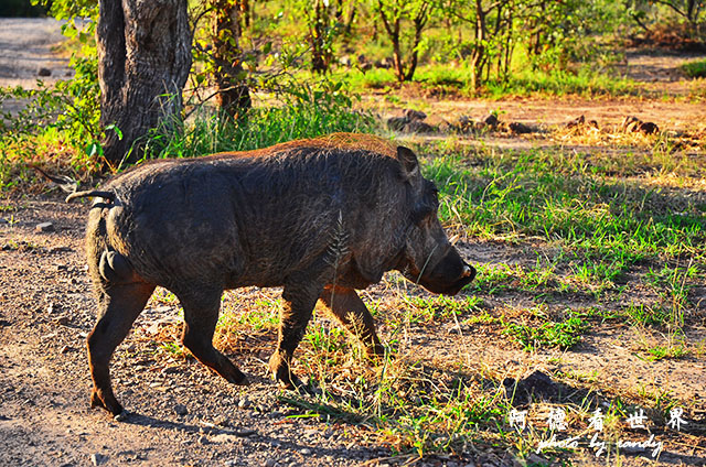 victoria1D7000 032.JPG victoria1D7000 032.JPG