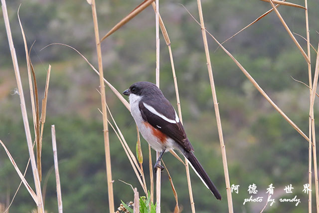 knysna2SX740 138.JPG