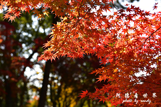 京都1D810 064.JPG