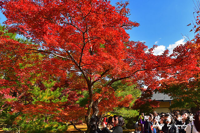 京都1D810 108.JPG