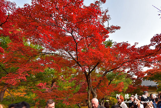 京都1D810 105.JPG