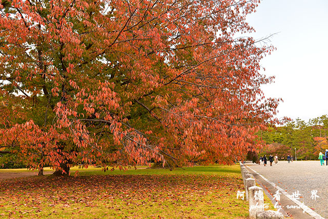 京都1D810 162.JPG